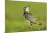 Lapwing (Vanellus Vanellus) Adult in Breeding Plumage, Scotland, UK, June-Mark Hamblin-Mounted Photographic Print