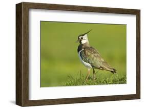 Lapwing (Vanellus Vanellus) Adult in Breeding Plumage, Scotland, UK, June-Mark Hamblin-Framed Photographic Print