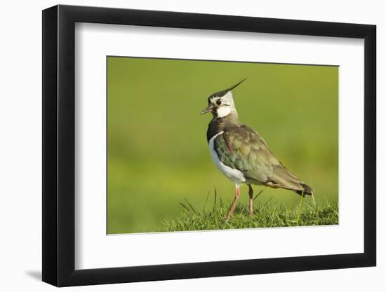 Lapwing (Vanellus Vanellus) Adult in Breeding Plumage, Scotland, UK, June-Mark Hamblin-Framed Photographic Print