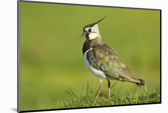 Lapwing (Vanellus Vanellus) Adult in Breeding Plumage, Scotland, UK, June-Mark Hamblin-Mounted Photographic Print