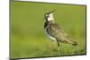 Lapwing (Vanellus Vanellus) Adult in Breeding Plumage, Scotland, UK, June-Mark Hamblin-Mounted Photographic Print