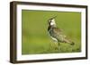 Lapwing (Vanellus Vanellus) Adult in Breeding Plumage, Scotland, UK, June-Mark Hamblin-Framed Photographic Print