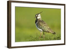 Lapwing (Vanellus Vanellus) Adult in Breeding Plumage, Scotland, UK, June-Mark Hamblin-Framed Photographic Print