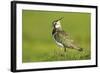 Lapwing (Vanellus Vanellus) Adult in Breeding Plumage, Scotland, UK, June-Mark Hamblin-Framed Photographic Print