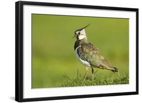 Lapwing (Vanellus Vanellus) Adult in Breeding Plumage, Scotland, UK, June-Mark Hamblin-Framed Photographic Print