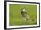 Lapwing (Vanellus Vanellus) Adult in Breeding Plumage, Scotland, UK, June-Mark Hamblin-Framed Photographic Print