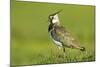 Lapwing (Vanellus Vanellus) Adult in Breeding Plumage, Scotland, UK, June-Mark Hamblin-Mounted Photographic Print