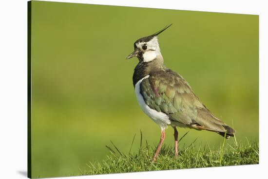 Lapwing (Vanellus Vanellus) Adult in Breeding Plumage, Scotland, UK, June-Mark Hamblin-Stretched Canvas