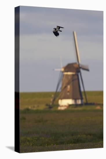 Lapwing (Vanellus Vanellus) Flying Past Windmill, Texel, Netherlands, May 2009-Peltomäki-Stretched Canvas