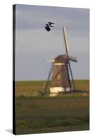 Lapwing (Vanellus Vanellus) Flying Past Windmill, Texel, Netherlands, May 2009-Peltomäki-Stretched Canvas
