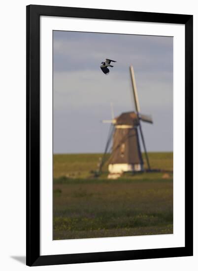 Lapwing (Vanellus Vanellus) Flying Past Windmill, Texel, Netherlands, May 2009-Peltomäki-Framed Photographic Print