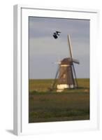 Lapwing (Vanellus Vanellus) Flying Past Windmill, Texel, Netherlands, May 2009-Peltomäki-Framed Photographic Print