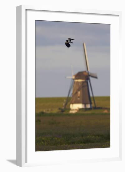 Lapwing (Vanellus Vanellus) Flying Past Windmill, Texel, Netherlands, May 2009-Peltomäki-Framed Photographic Print