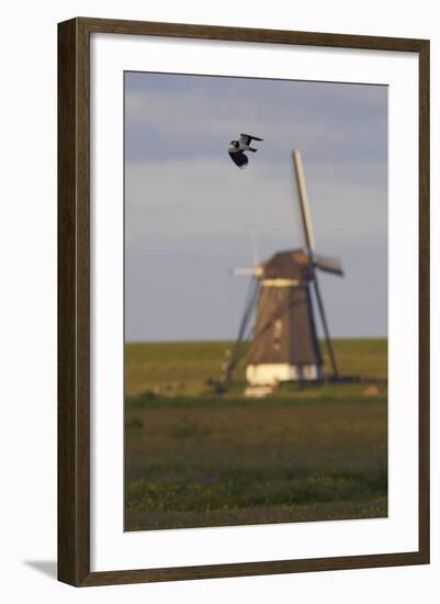 Lapwing (Vanellus Vanellus) Flying Past Windmill, Texel, Netherlands, May 2009-Peltomäki-Framed Photographic Print