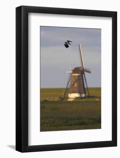 Lapwing (Vanellus Vanellus) Flying Past Windmill, Texel, Netherlands, May 2009-Peltomäki-Framed Photographic Print