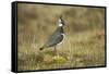 Lapwing-null-Framed Stretched Canvas