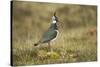 Lapwing-null-Stretched Canvas