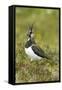 Lapwing-null-Framed Stretched Canvas