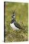 Lapwing-null-Stretched Canvas