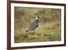 Lapwing-null-Framed Photographic Print