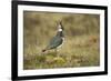 Lapwing-null-Framed Photographic Print