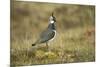 Lapwing-null-Mounted Photographic Print