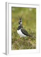 Lapwing-null-Framed Photographic Print