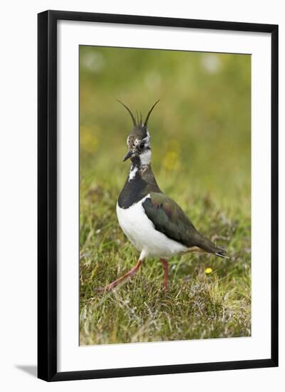 Lapwing-null-Framed Photographic Print