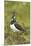 Lapwing-null-Mounted Photographic Print