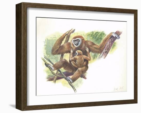 Lar Gibbon Hylobates Lar with a Young-null-Framed Giclee Print