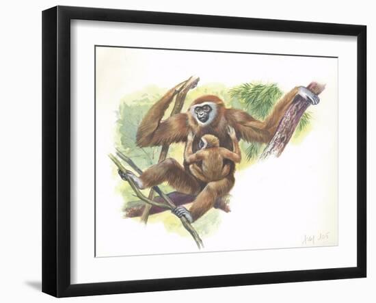 Lar Gibbon Hylobates Lar with a Young-null-Framed Giclee Print