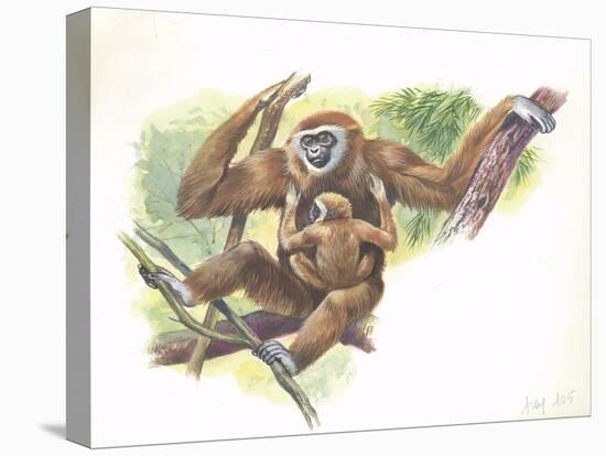 Lar Gibbon Hylobates Lar with a Young-null-Stretched Canvas