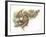 Lar Gibbon Hylobates Lar with a Young-null-Framed Giclee Print