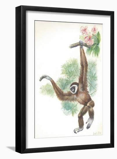 Lar Gibbon Hylobates Lar-null-Framed Giclee Print