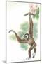 Lar Gibbon Hylobates Lar-null-Mounted Giclee Print