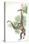 Lar Gibbon Hylobates Lar-null-Stretched Canvas
