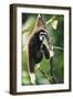 Lar Gibbon-Lantern Press-Framed Art Print