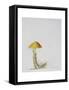 Larch Bolete, 2001-Rebecca John-Framed Stretched Canvas