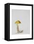 Larch Bolete, 2001-Rebecca John-Framed Stretched Canvas