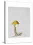 Larch Bolete, 2001-Rebecca John-Stretched Canvas