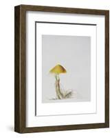 Larch Bolete, 2001-Rebecca John-Framed Giclee Print