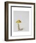 Larch Bolete, 2001-Rebecca John-Framed Giclee Print