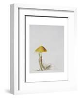 Larch Bolete, 2001-Rebecca John-Framed Giclee Print