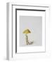 Larch Bolete, 2001-Rebecca John-Framed Giclee Print