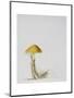 Larch Bolete, 2001-Rebecca John-Mounted Giclee Print