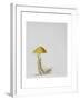 Larch Bolete, 2001-Rebecca John-Framed Giclee Print