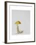 Larch Bolete, 2001-Rebecca John-Framed Giclee Print