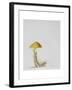 Larch Bolete, 2001-Rebecca John-Framed Giclee Print