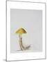 Larch Bolete, 2001-Rebecca John-Mounted Giclee Print