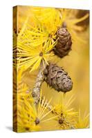 Larch {Larix Deciduas} Yellow Needles and Cones in Autumn, Donisthorpe, the National Forest, UK-Ross Hoddinott-Stretched Canvas